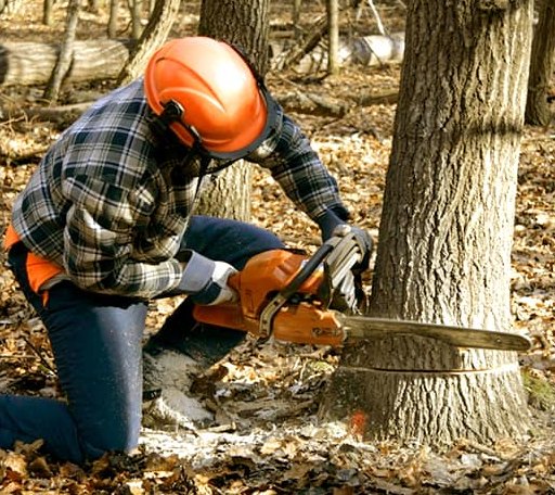 Tree Removal in Harrisburg, IL